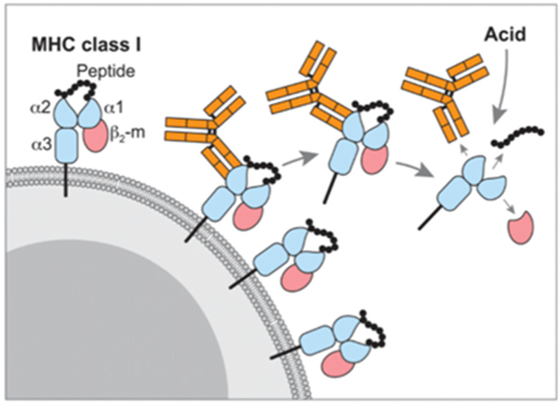 抗原肽重头测序