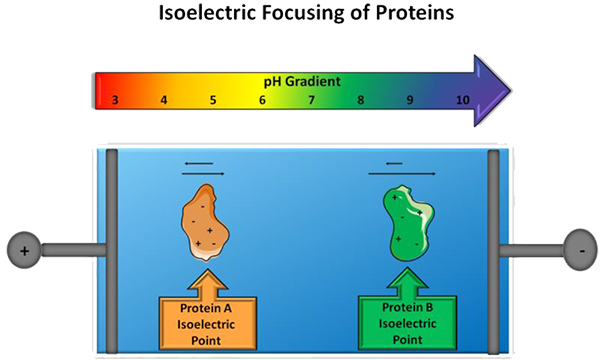 蛋白质等电点分析