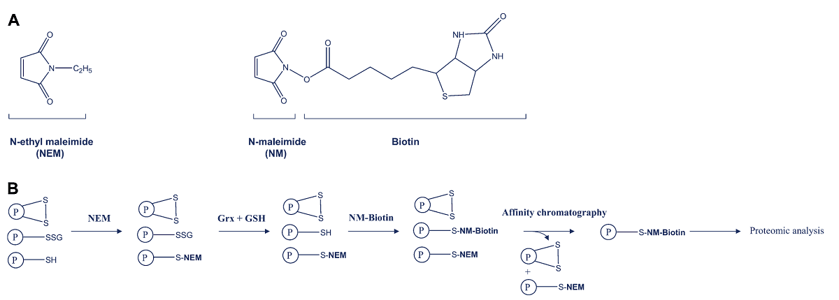 GRX还原谷胱甘肽化蛋白（Reduction of Glutathionylated Proteins by GRX）