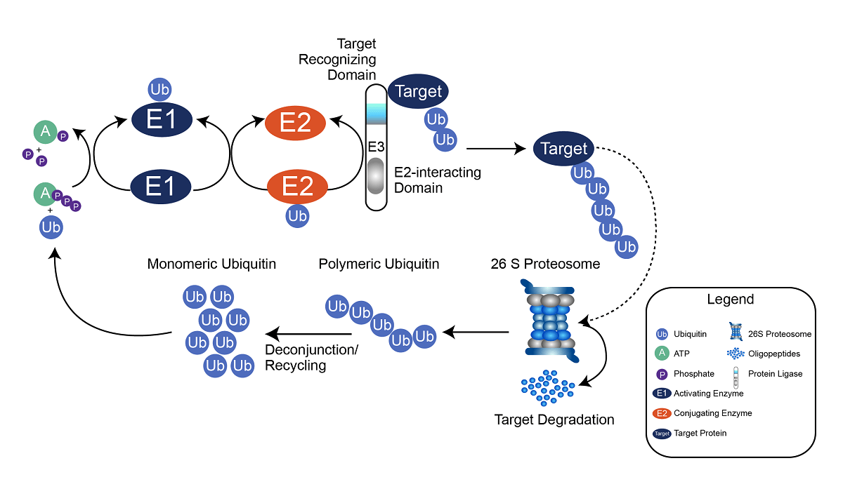 泛素化蛋白酶体系统（UPS）