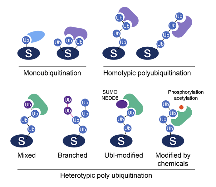 泛素的不同链接方式